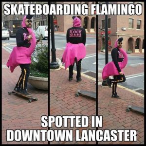 Skateboarding Flamingo Spotted in Downtown Lancaster
