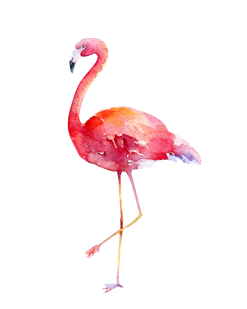 Flamingle – EXCENTIA Human Services